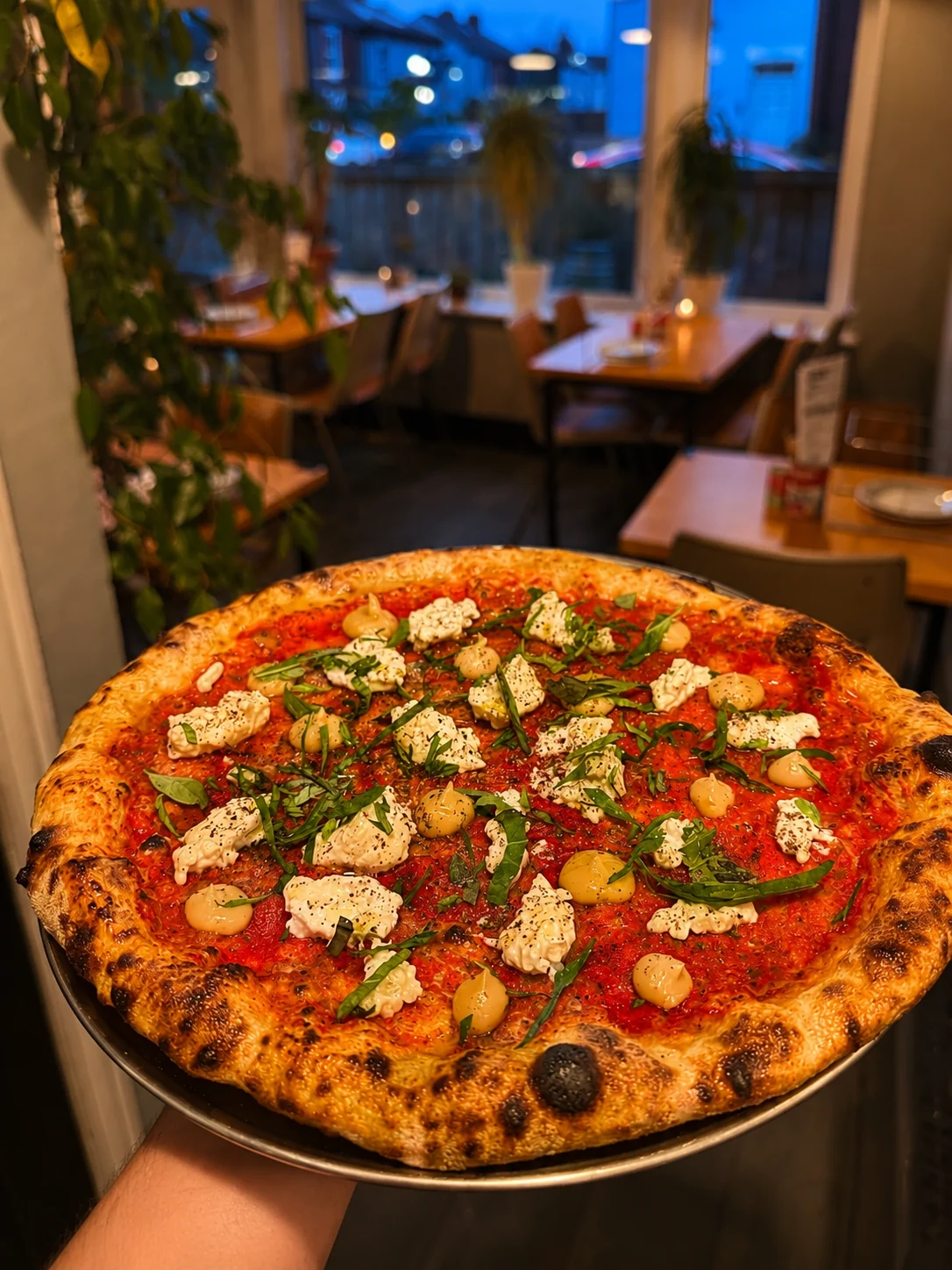 Fresh Lupa pizza topped with soft cheese and green herbs